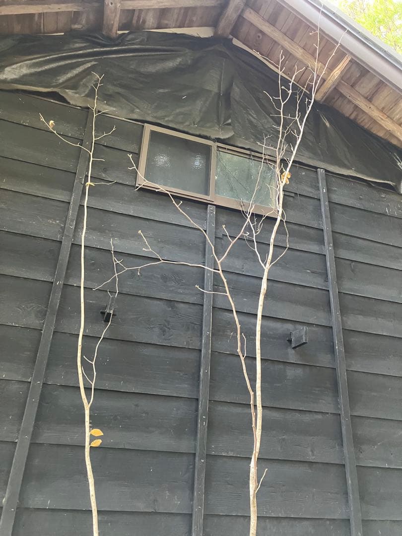 赤花　マンサク