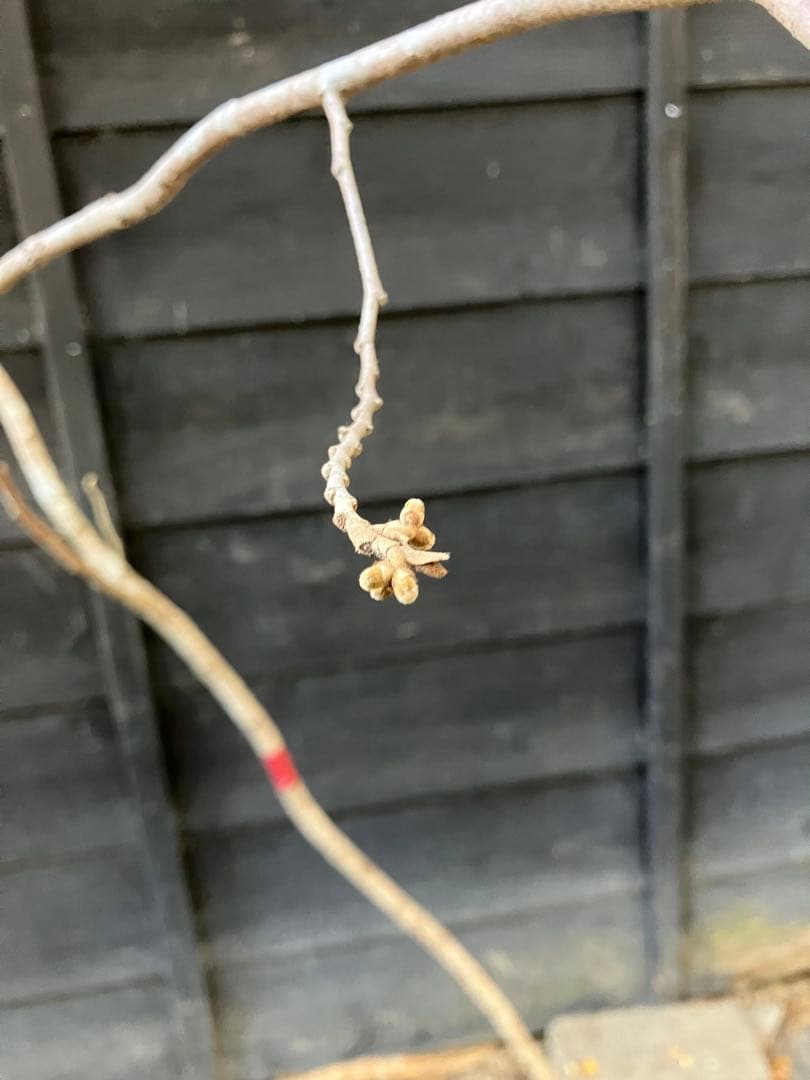 赤花　マンサク