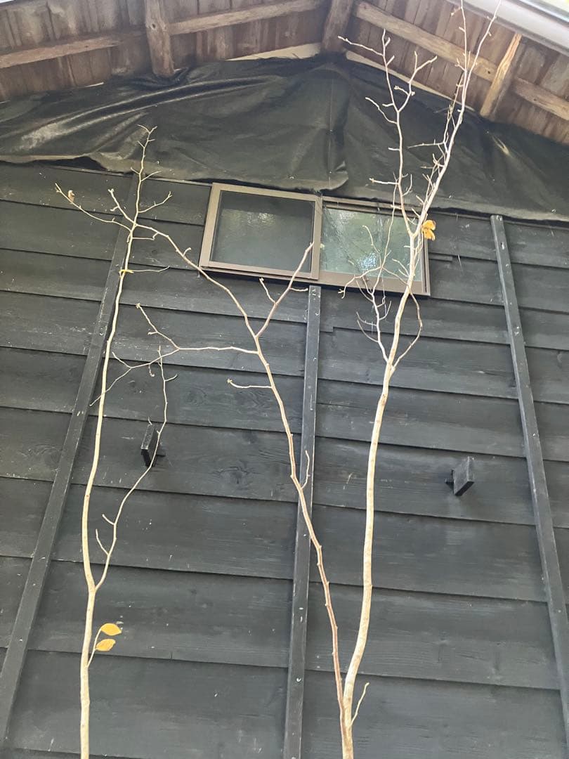 赤花　マンサク