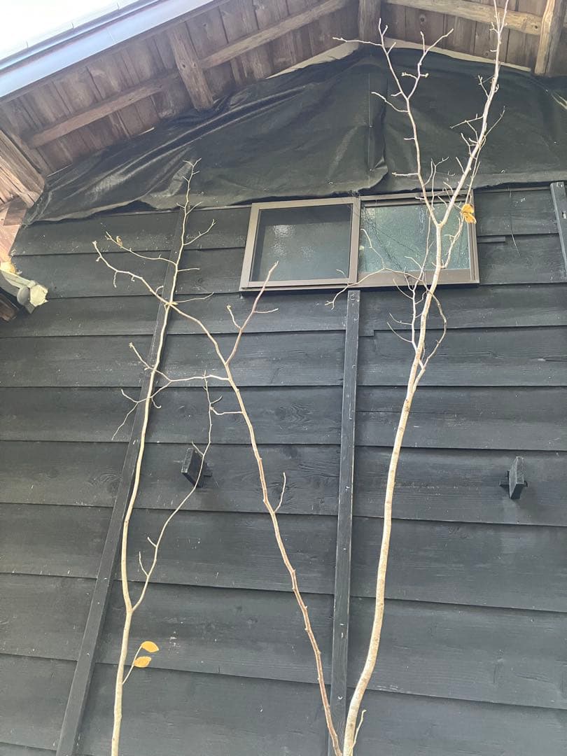 赤花　マンサク