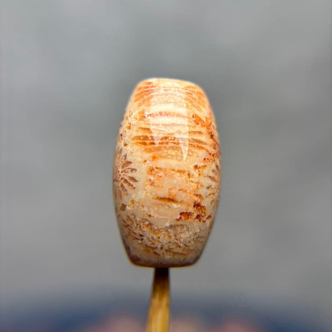 あずきちゃんフォッシルコーラル　天珠　1-289