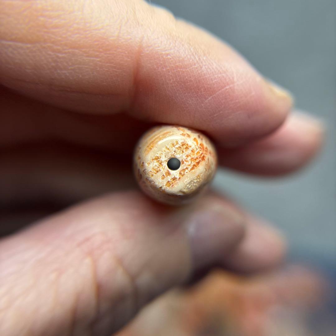 あずきちゃんフォッシルコーラル　天珠　1-289