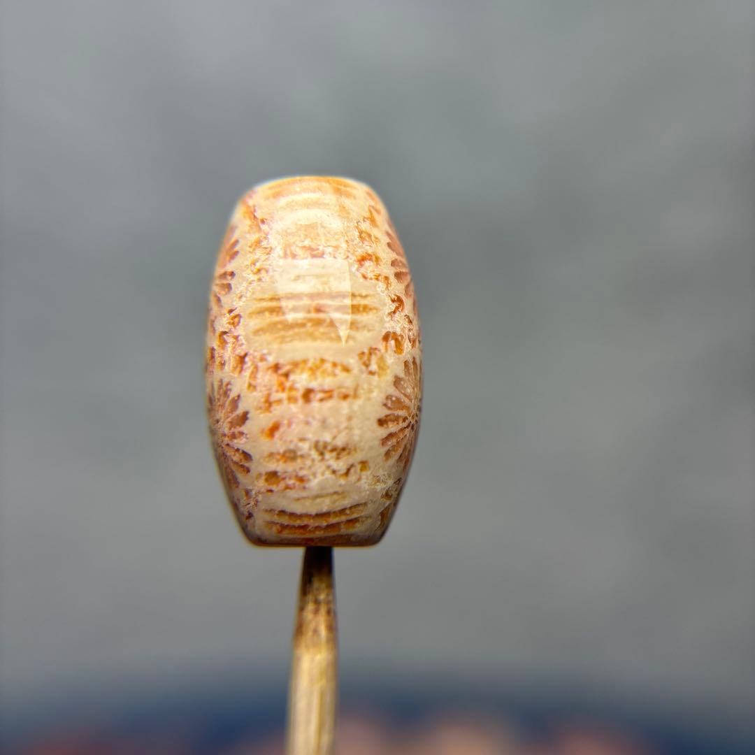 あずきちゃんフォッシルコーラル　天珠　1-289