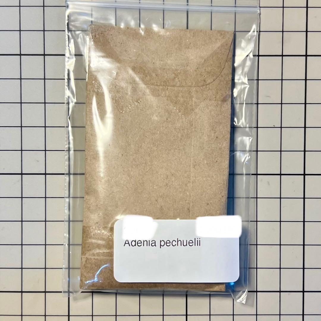 アデニア ペチュエリー 種子 5粒 2025-2月輸入 - メルカリ
