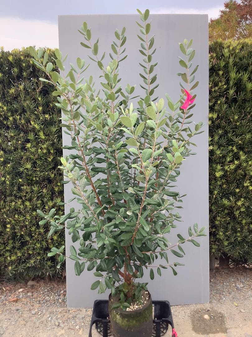 7-28果樹【ゆき様専用 フェイジョア】樹高約136cm【送料込み】 楽天