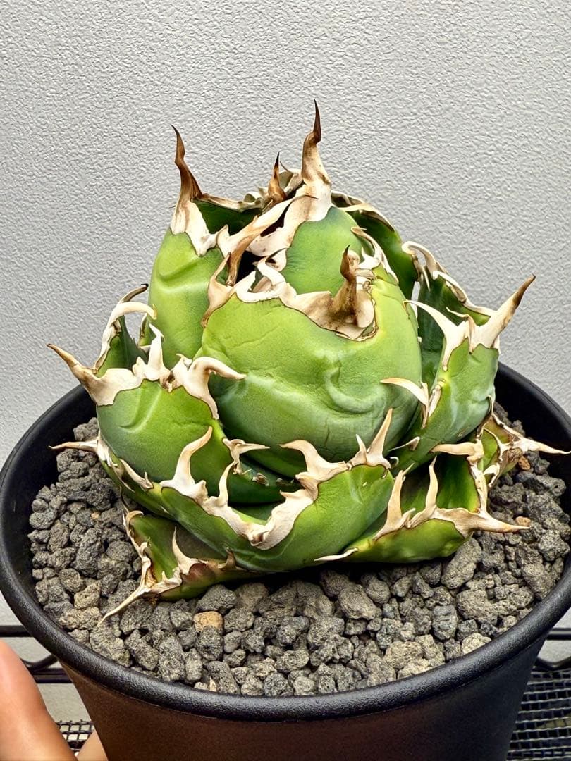 アガベチタノタ 白鯨 龍球会産 強刺 ボール