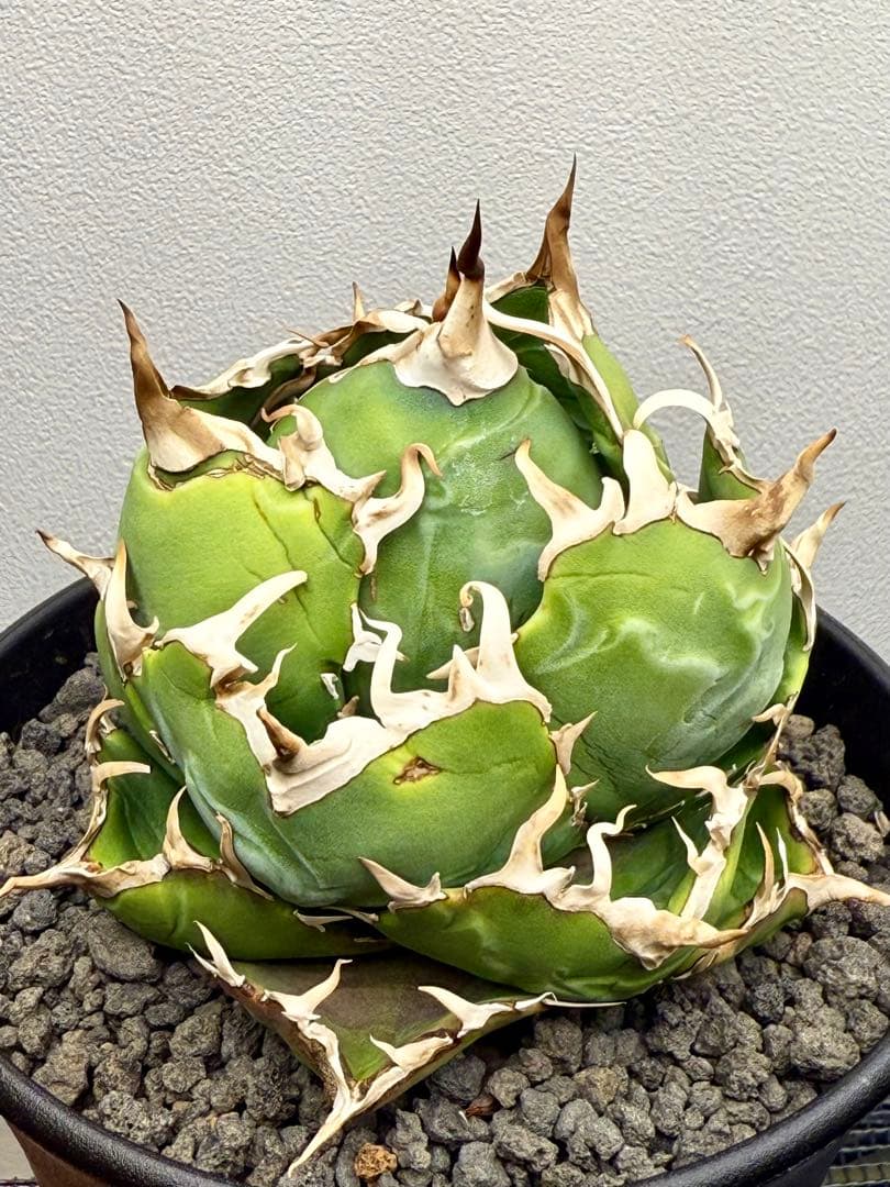 アガベチタノタ 白鯨 龍球会産 強刺 ボール