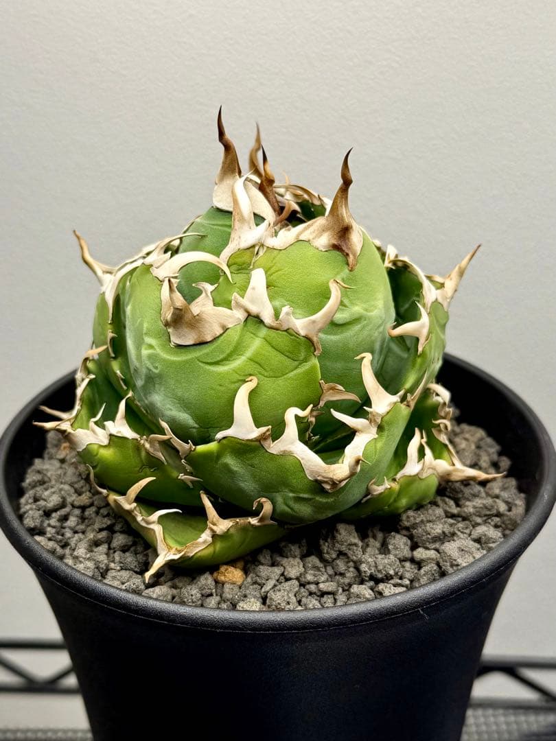 アガベチタノタ 白鯨 龍球会産 強刺 ボール