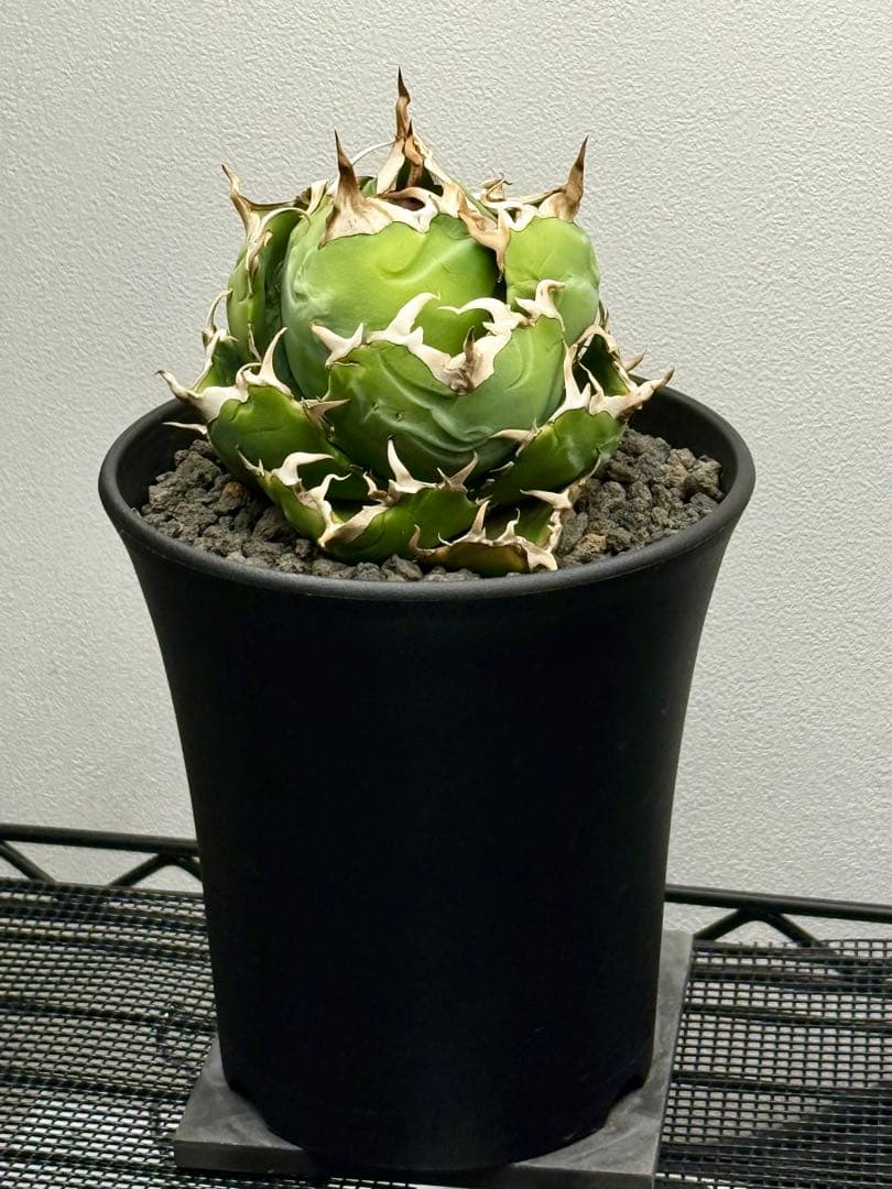 アガベチタノタ 白鯨 龍球会産 強刺 ボール