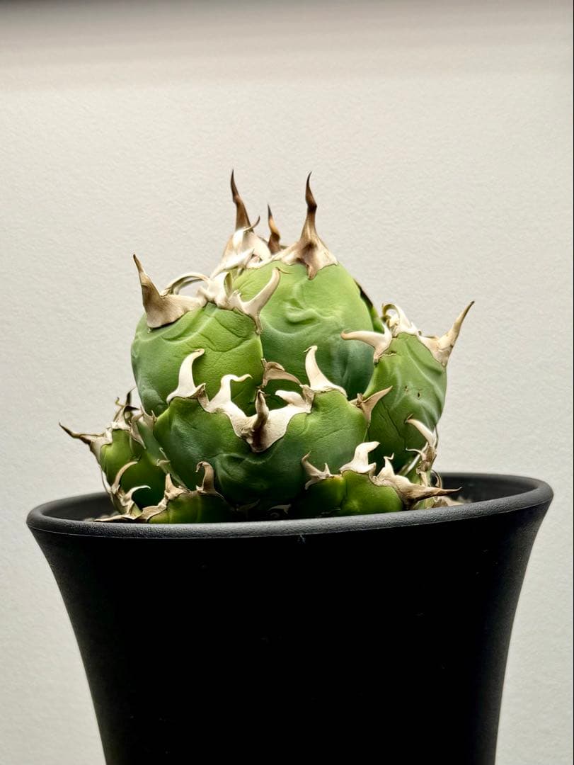 アガベチタノタ 白鯨 龍球会産 強刺 ボール