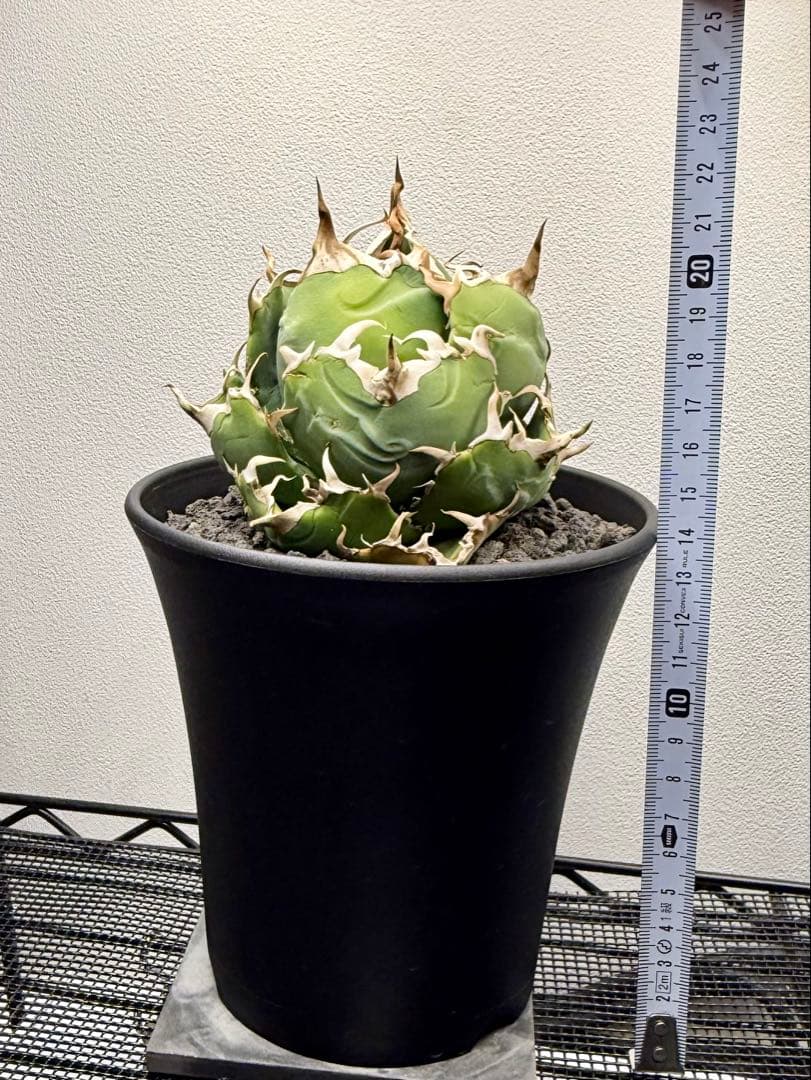 アガベチタノタ 白鯨 龍球会産 強刺 ボール