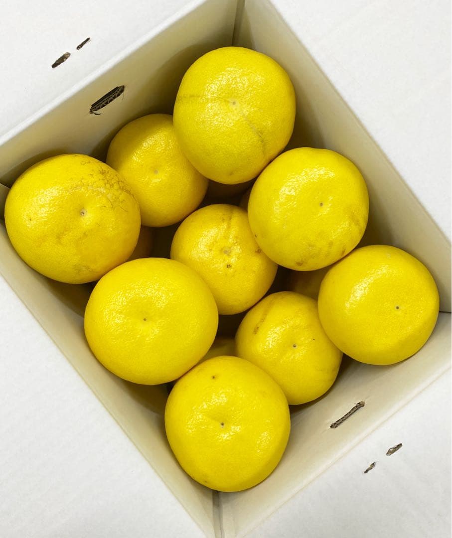 大玉限定☆ご家庭用 高知特産土佐文旦 4L〜3Lサイズ13〜18玉入り約10