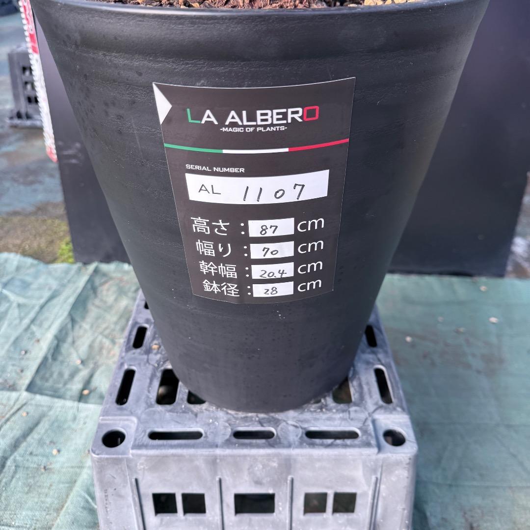 【AL1107】ユッカ　ロストラータ 超美形　極太