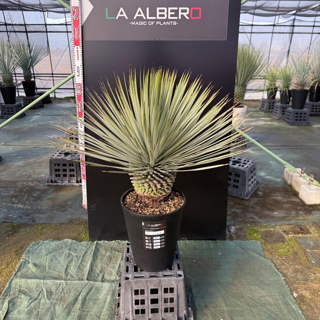 【AL1107】ユッカ　ロストラータ 超美形　極太