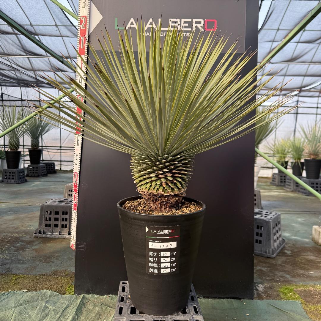 【AL1107】ユッカ　ロストラータ 超美形　極太