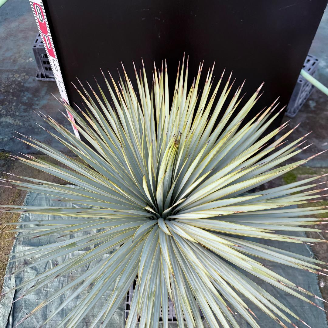 【AL1107】ユッカ　ロストラータ 超美形　極太