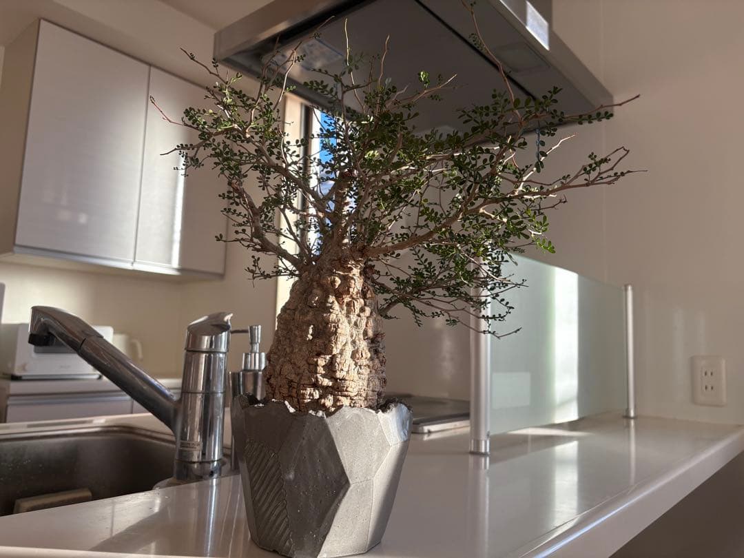 オペルクリカリアパキプス