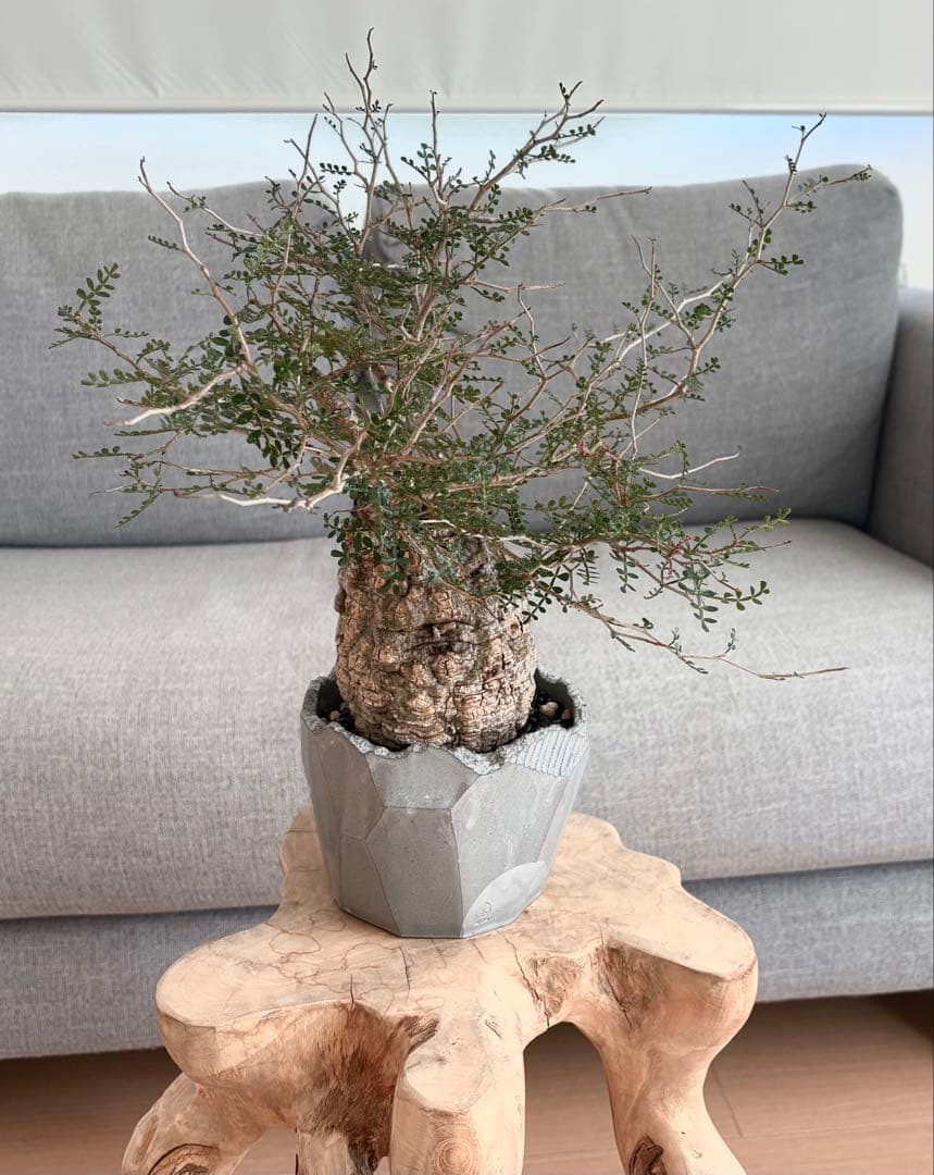 オペルクリカリアパキプス