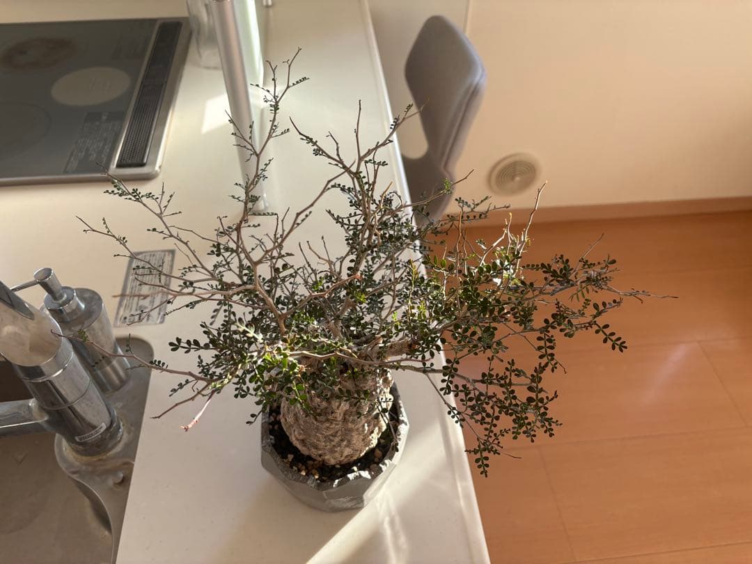 オペルクリカリアパキプス