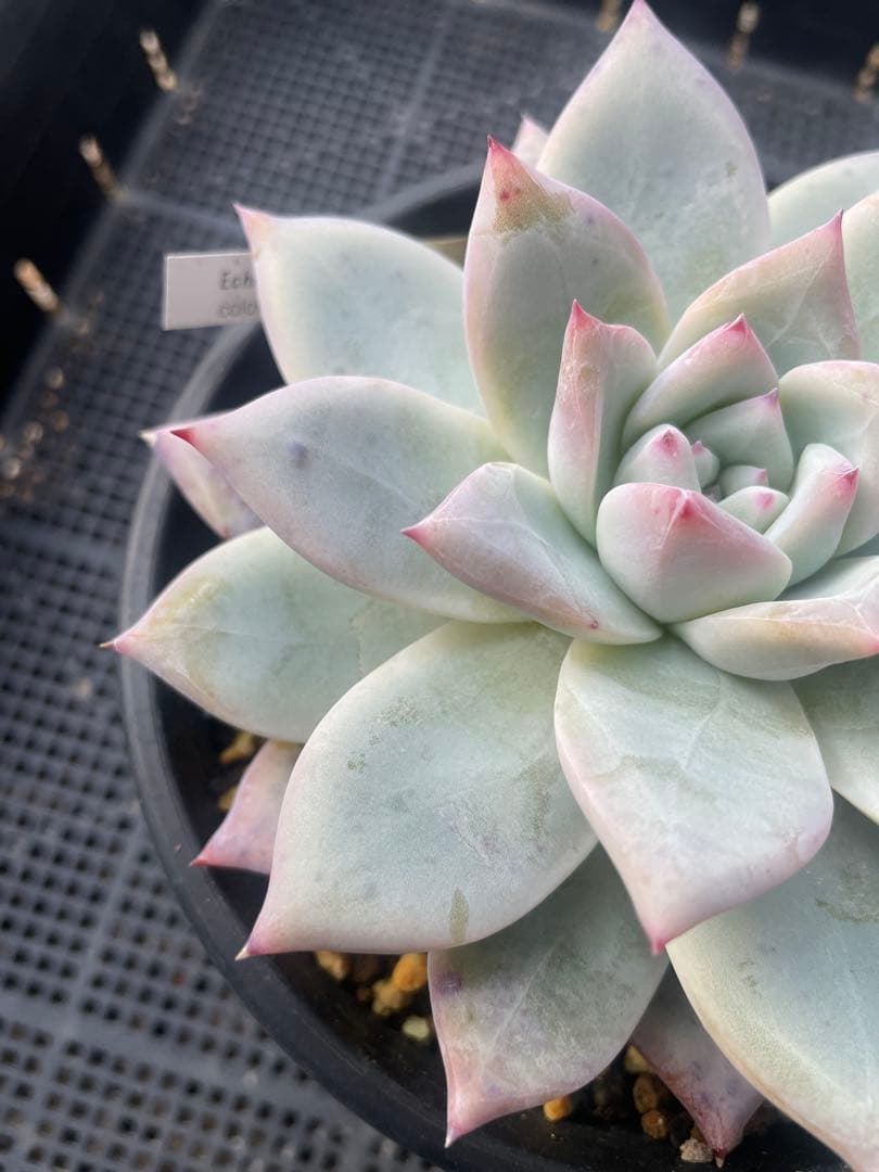 ぼのぼのさんcolorata ,Tapalpa 大株 札付き 鉢ごと発送