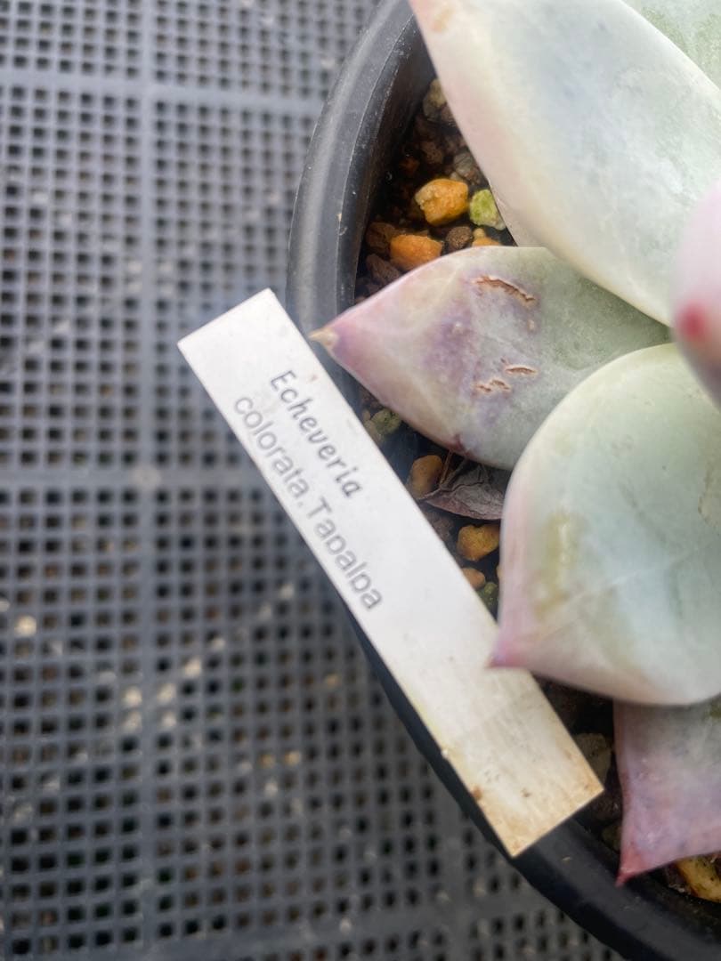 ぼのぼのさんcolorata ,Tapalpa 大株 札付き 鉢ごと発送