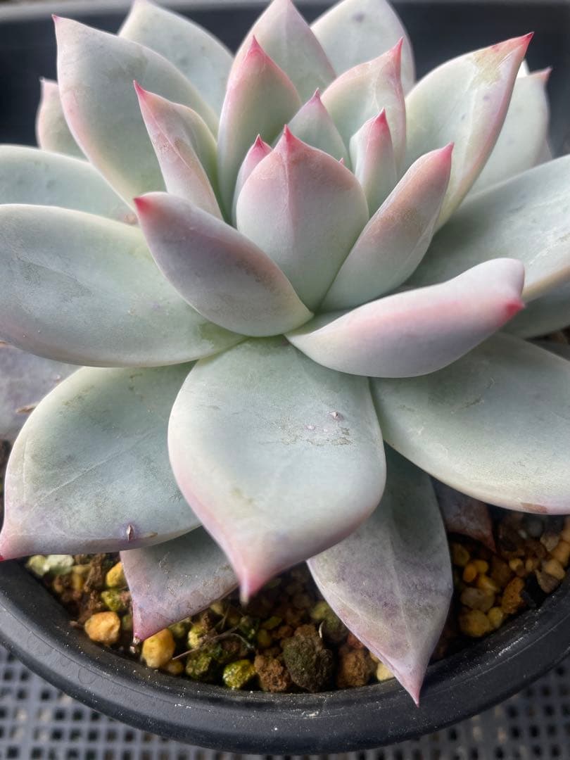 ぼのぼのさんcolorata ,Tapalpa 大株 札付き 鉢ごと発送