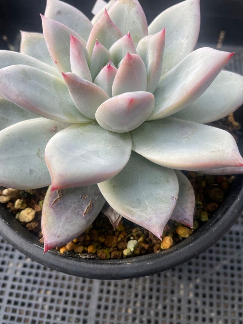 ぼのぼのさんcolorata ,Tapalpa 大株 札付き 鉢ごと発送