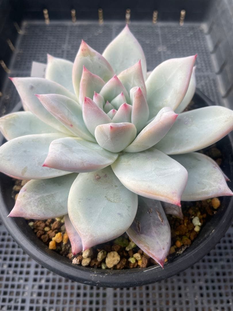 ぼのぼのさんcolorata ,Tapalpa 大株 札付き 鉢ごと発送