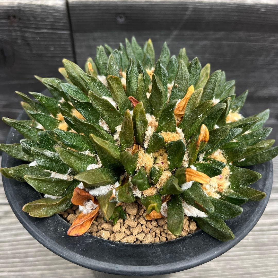 アリオカルプス【竜角牡丹】④群生 サボテン