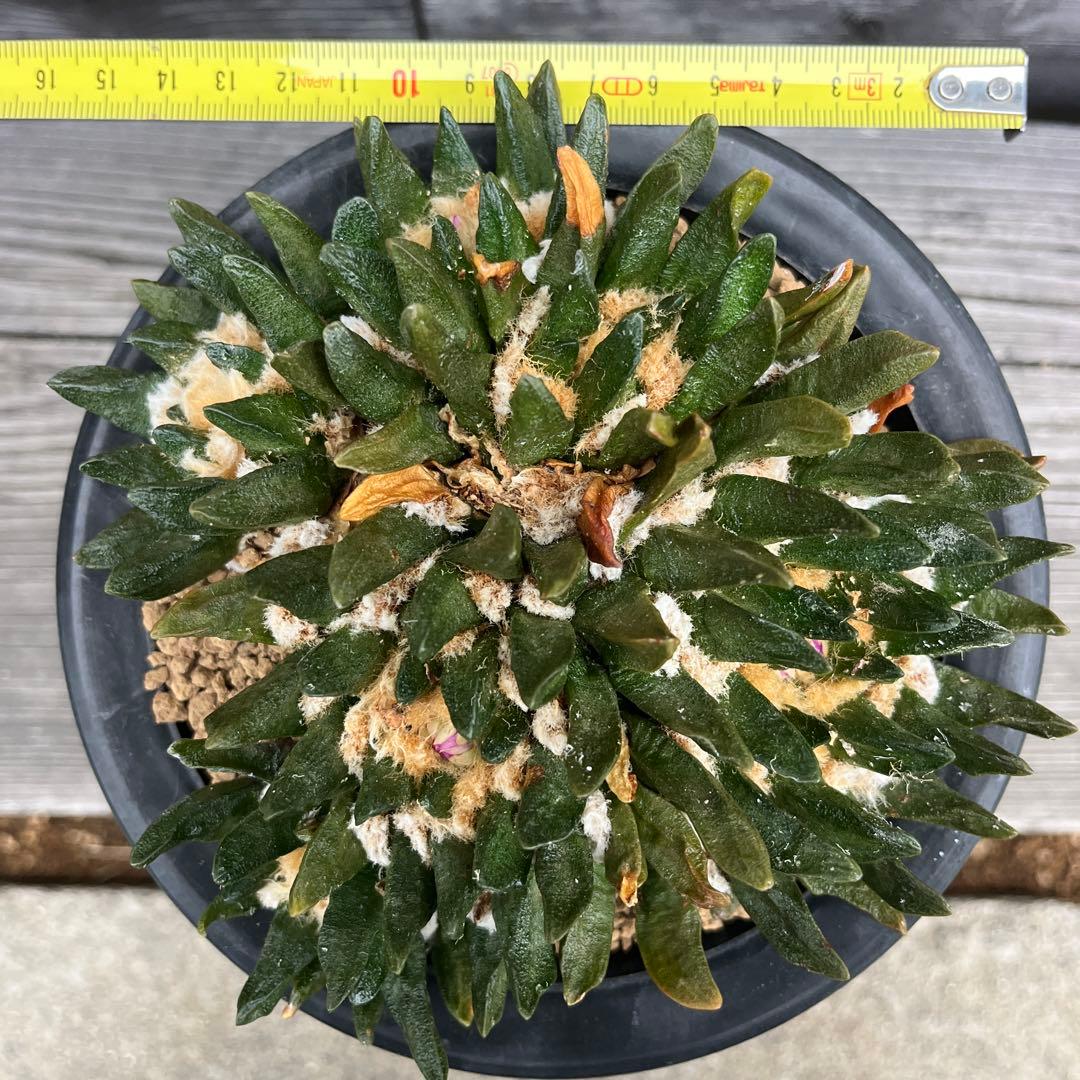 アリオカルプス【竜角牡丹】④群生 サボテン