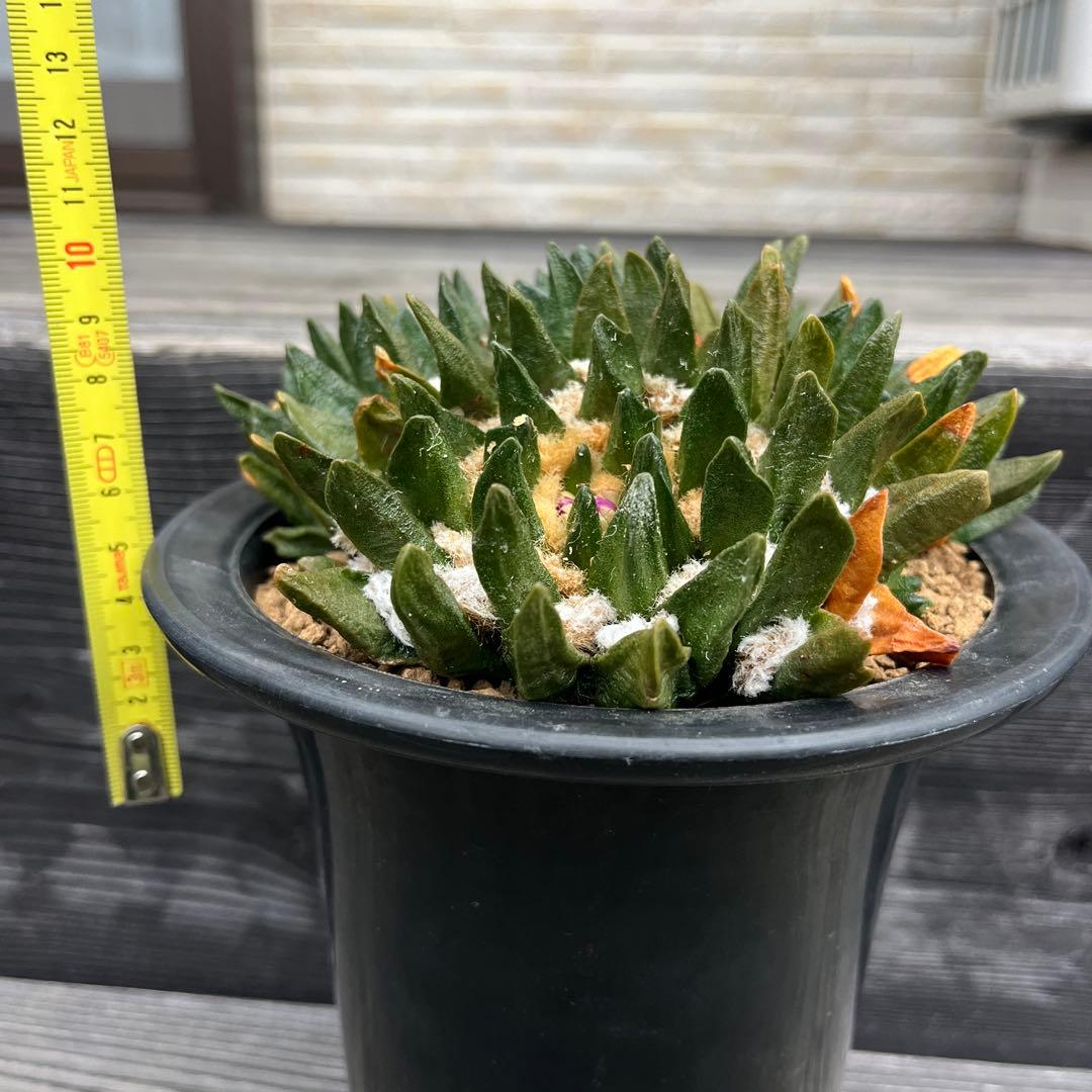 アリオカルプス【竜角牡丹】④群生 サボテン