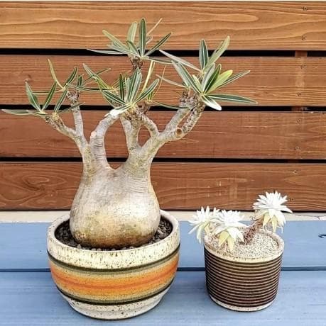 ラージ　キャットアンドロジャー　Kat & Roger 　鉢