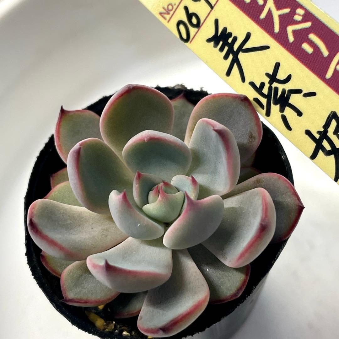 超美株！ 4センチポットいっぱい！ ミックスベリア 美紫妃 第4種