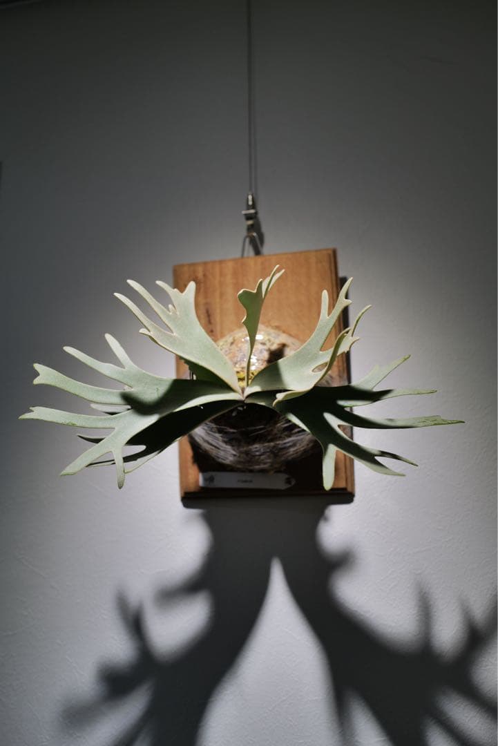 P.Gabriel pup ビカクシダ ガブリエル 株分け