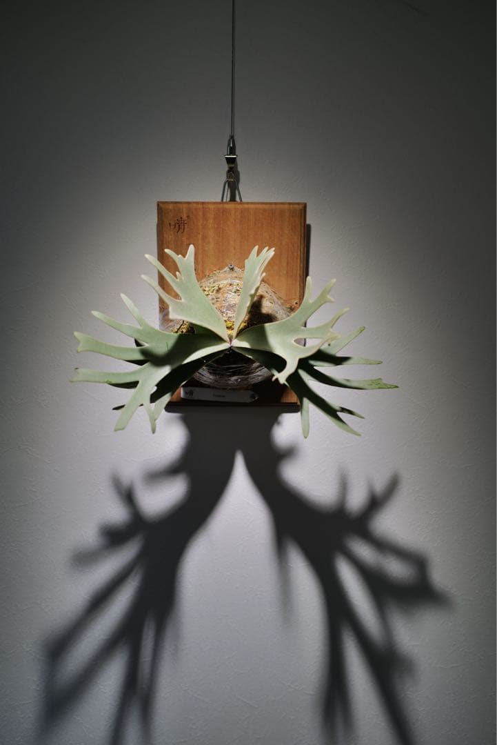 P.Gabriel pup ビカクシダ ガブリエル 株分け