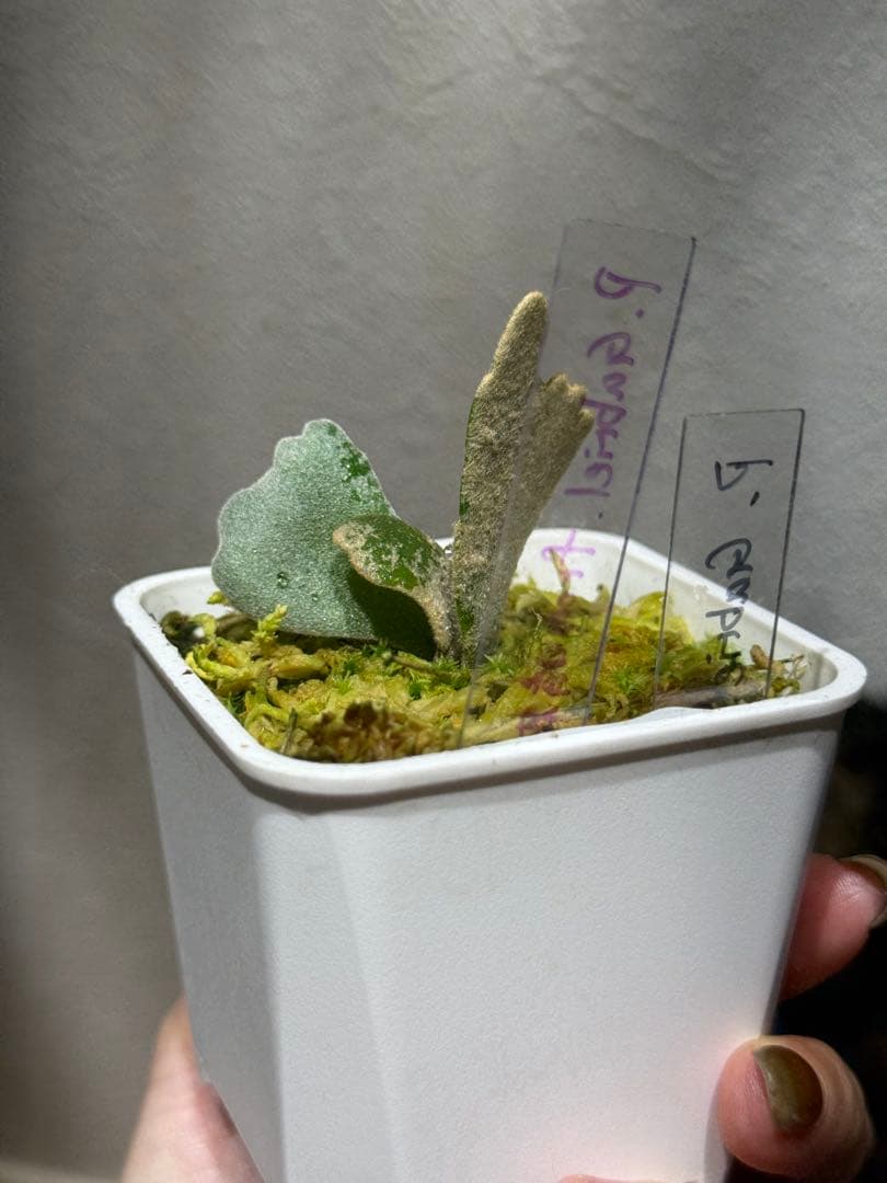 P.Gabriel pup ビカクシダ ガブリエル 株分け