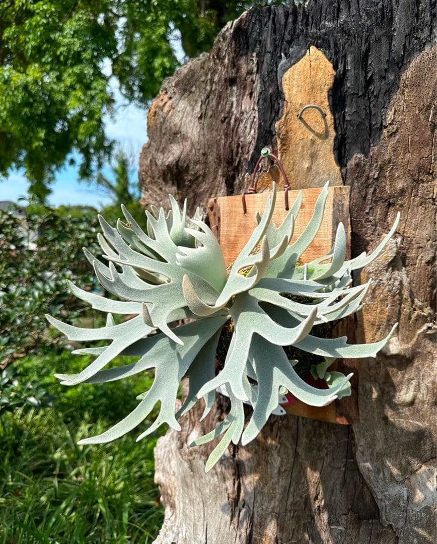 P.Gabriel pup ビカクシダ ガブリエル 株分け