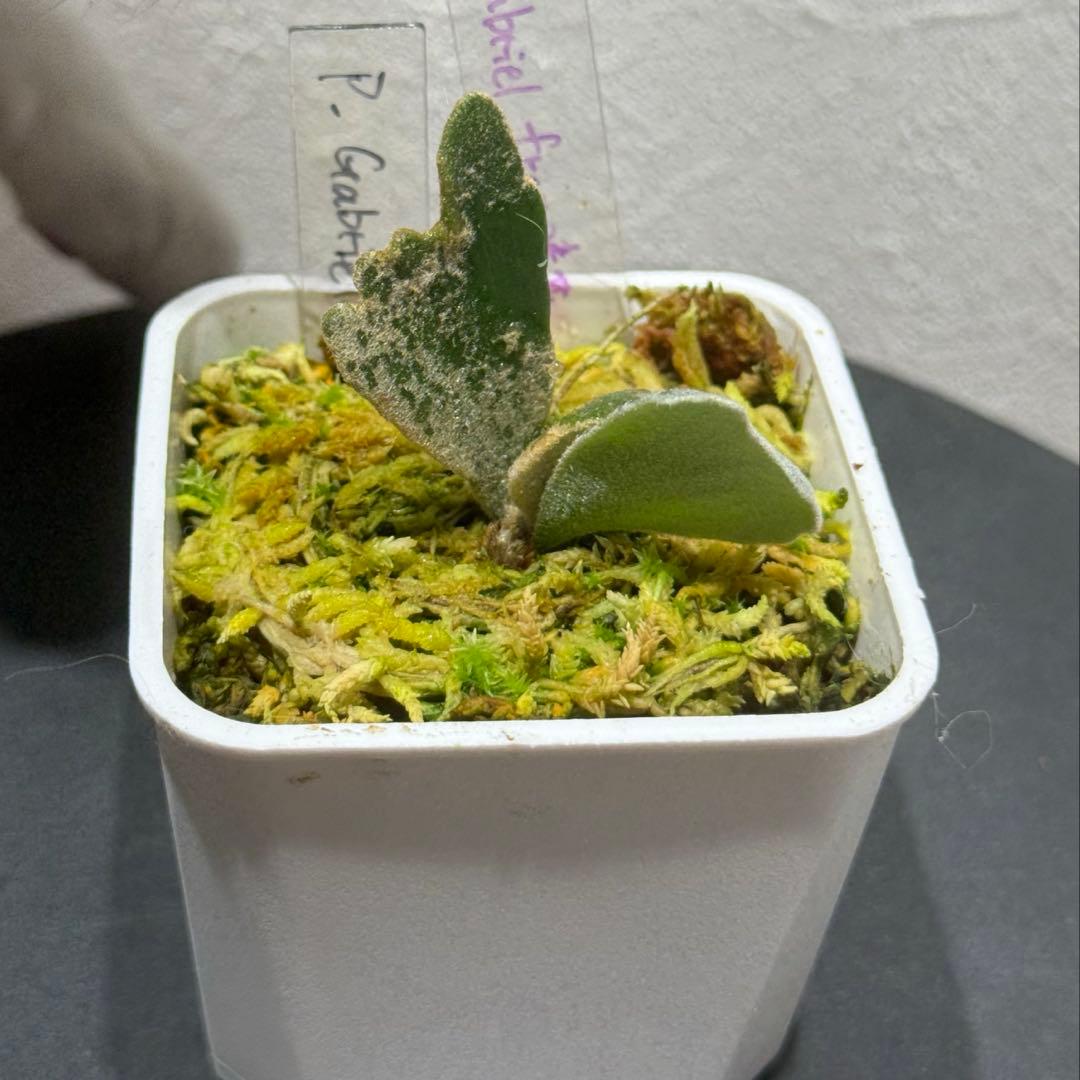 P.Gabriel pup ビカクシダ ガブリエル 株分け