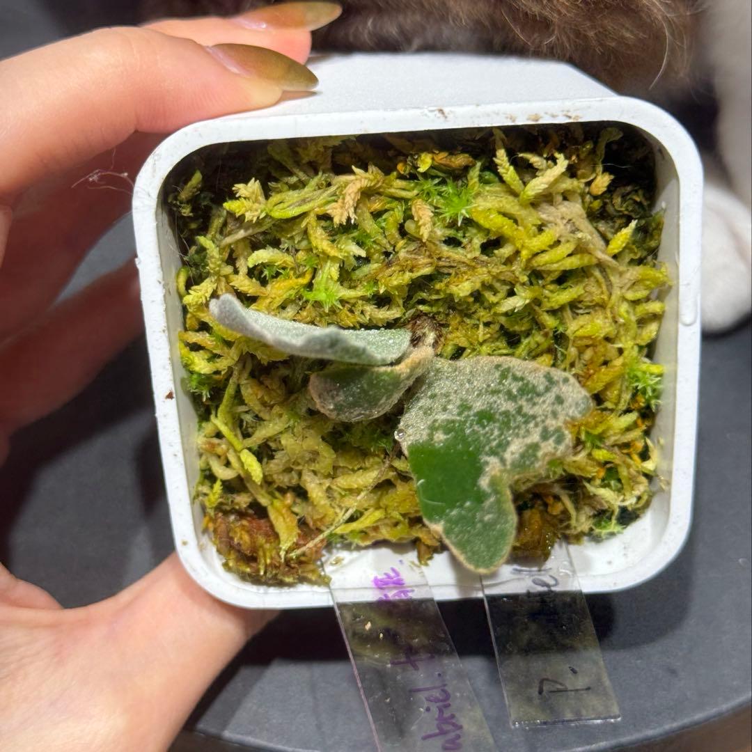 P.Gabriel pup ビカクシダ ガブリエル 株分け