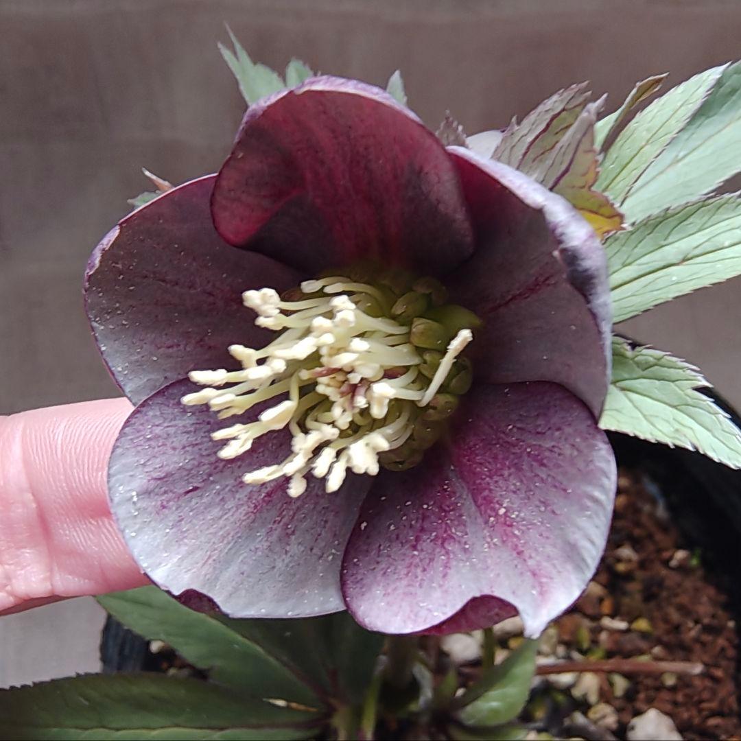 2618小輪系カップ咲ブルーグレーss 若泉ファームクリスマスローズ開花株