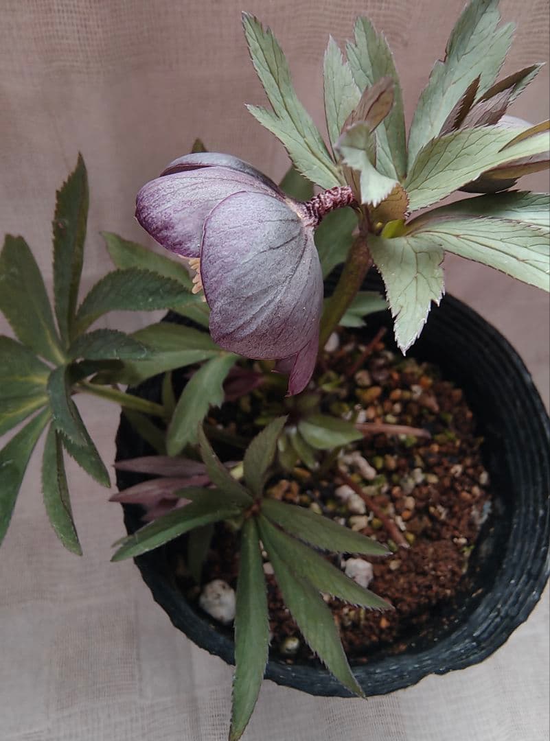 2618小輪系カップ咲ブルーグレーss 若泉ファームクリスマスローズ開花株