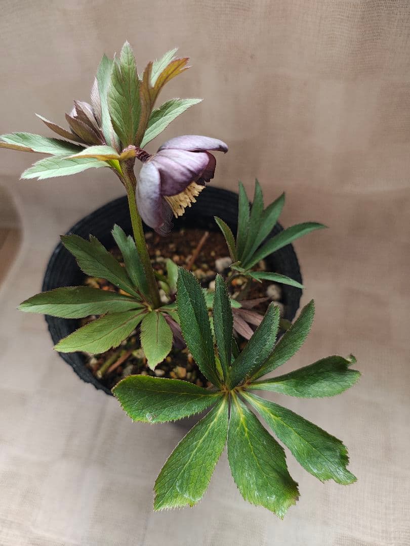 2618小輪系カップ咲ブルーグレーss 若泉ファームクリスマスローズ開花株