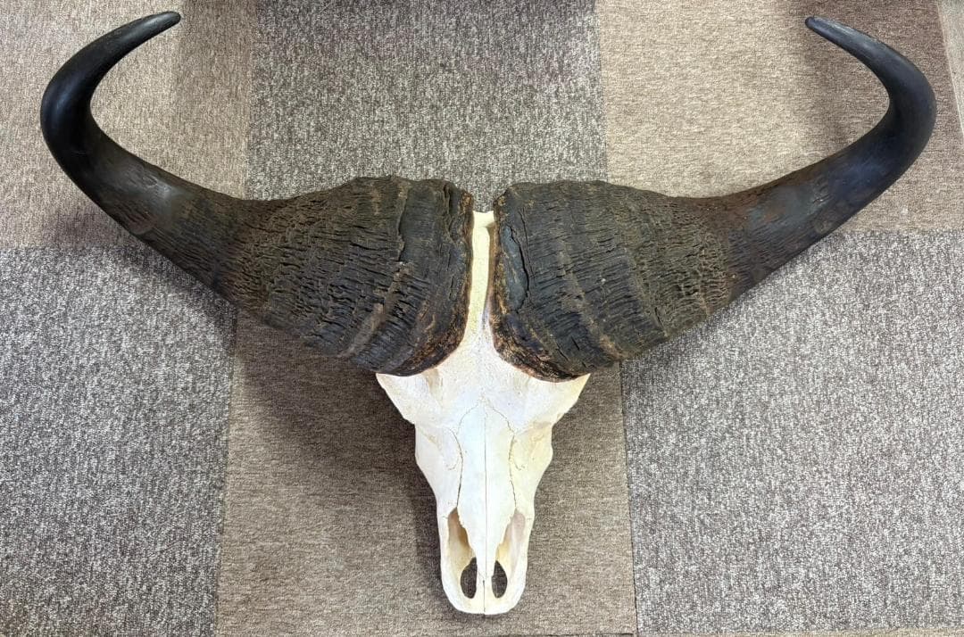 モンスターサイズ！ 103 cm！ ケープバッファロー スカルホーン - メルカリ