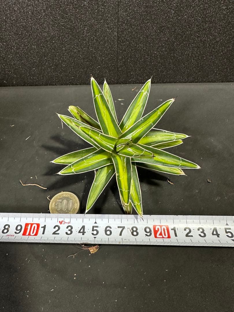 アガベ 笹の雪 黄中斑 子株付き⭐︎】黄金山 - メルカリ