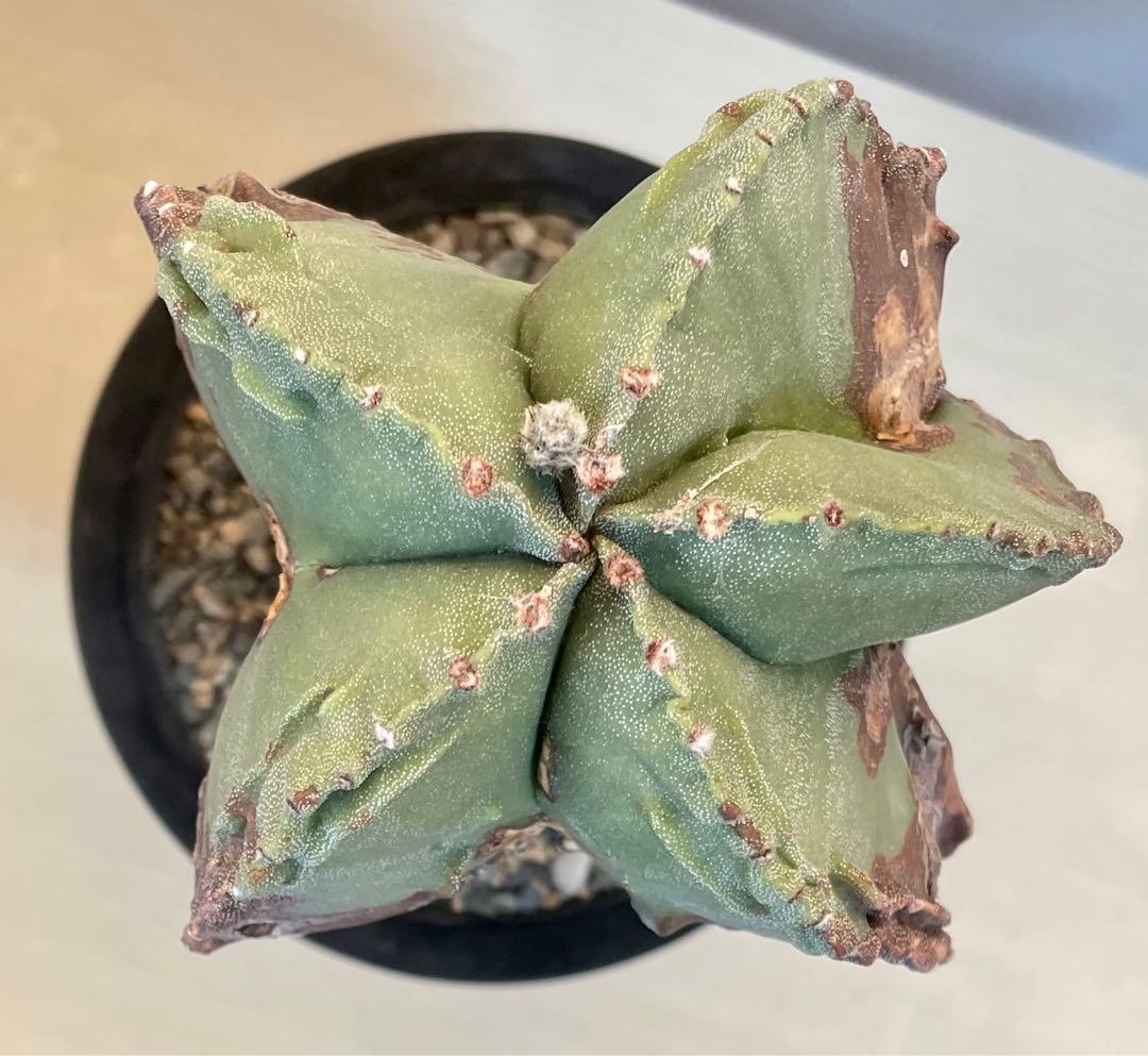 鸞鳳玉錦 特大古木 【全高24cm】アストロフィツム