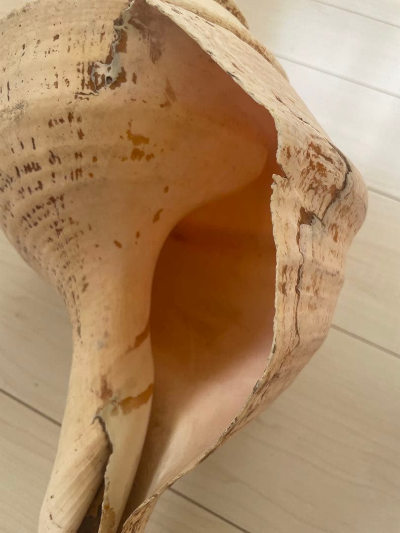 【天然法螺貝 】50cm ／2.4キロ　ホラ貝 貝殻 大きい　インテリア