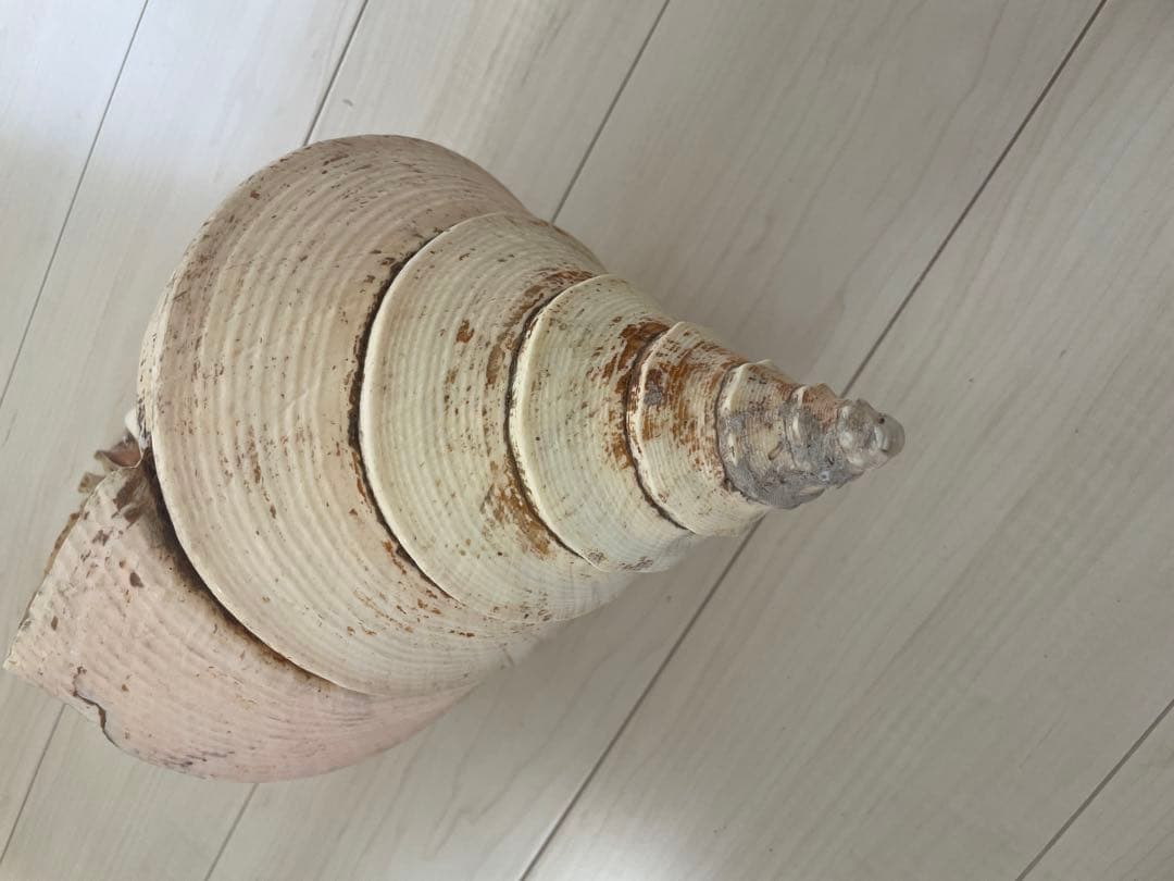 【天然法螺貝 】50cm ／2.4キロ　ホラ貝 貝殻 大きい　インテリア