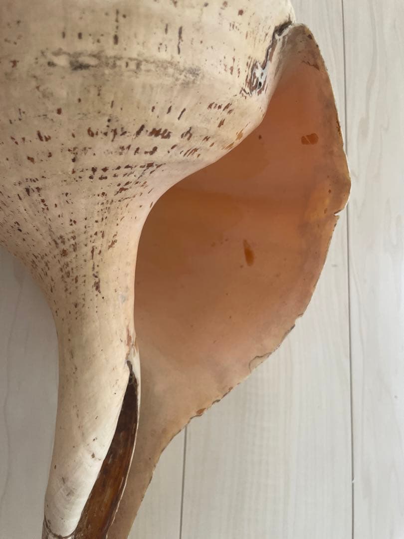 【天然法螺貝 】50cm ／2.4キロ　ホラ貝 貝殻 大きい　インテリア