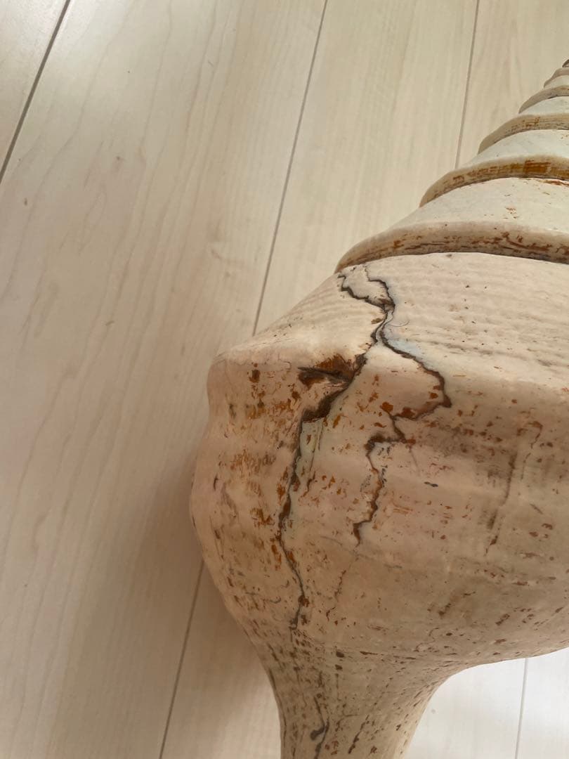 【天然法螺貝 】50cm ／2.4キロ　ホラ貝 貝殻 大きい　インテリア