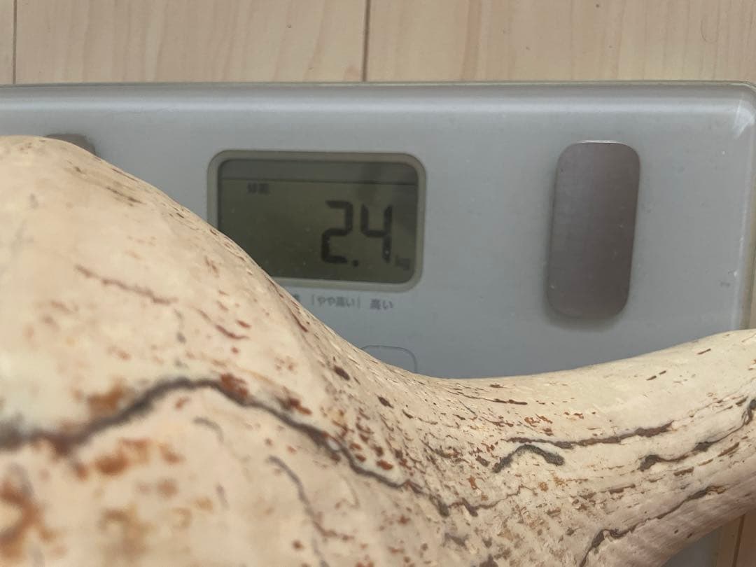 【天然法螺貝 】50cm ／2.4キロ　ホラ貝 貝殻 大きい　インテリア